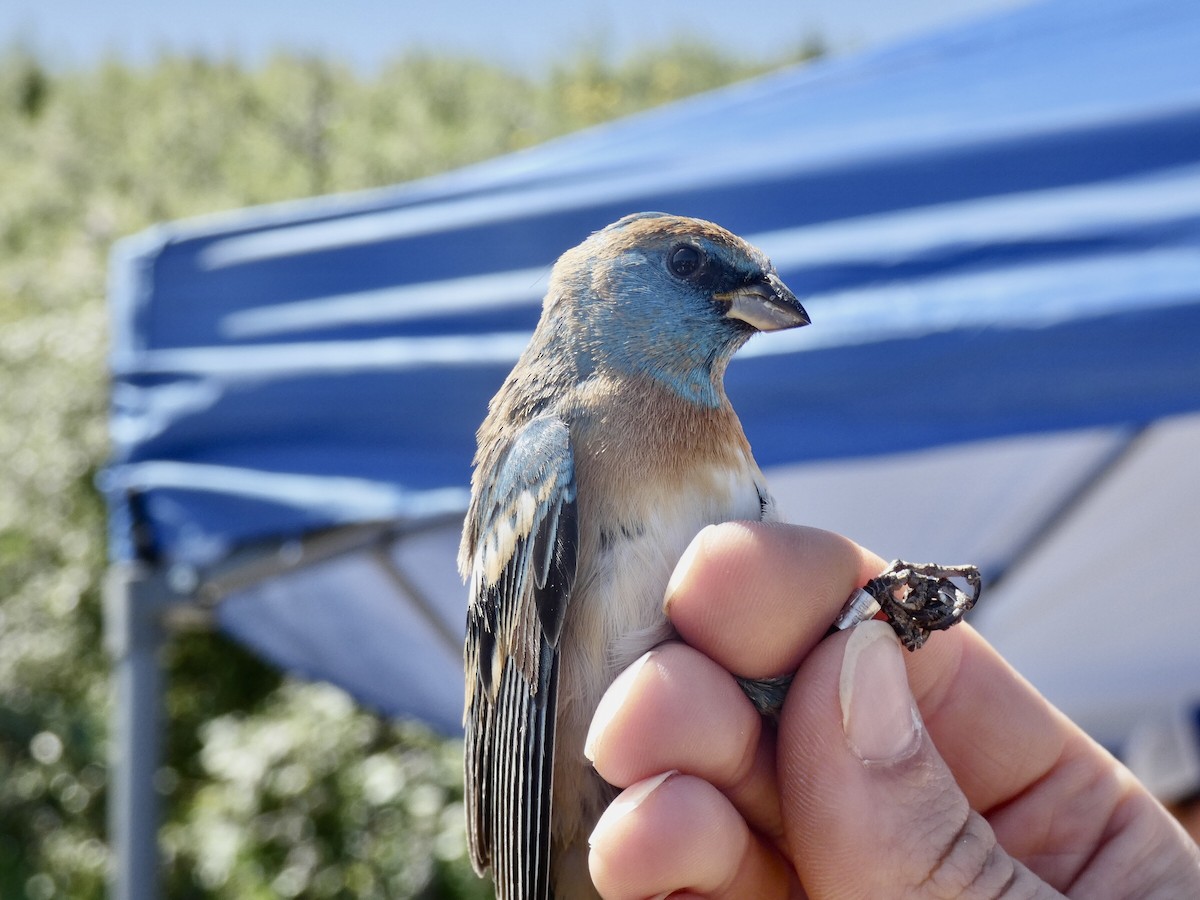 Lazuli Bunting - Reeve Cowne