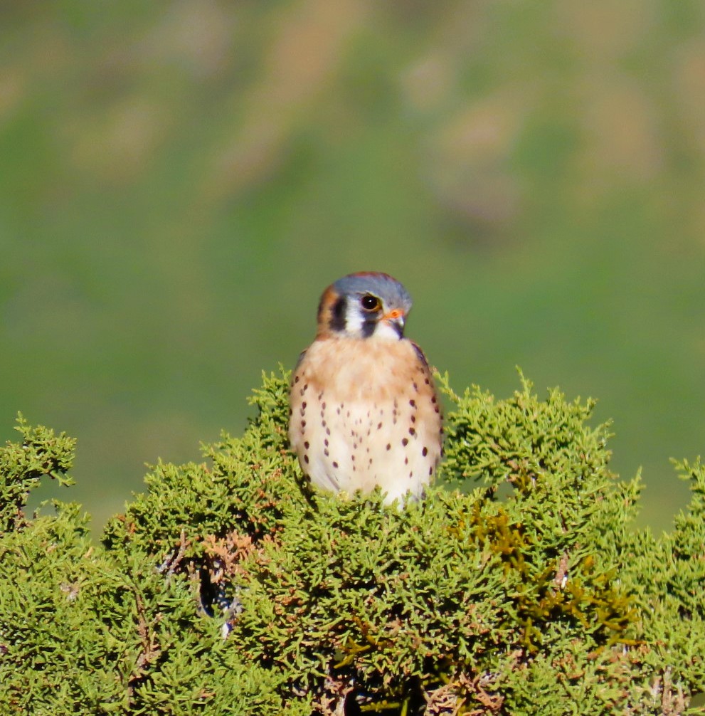 American Kestrel - Natalie Tanner