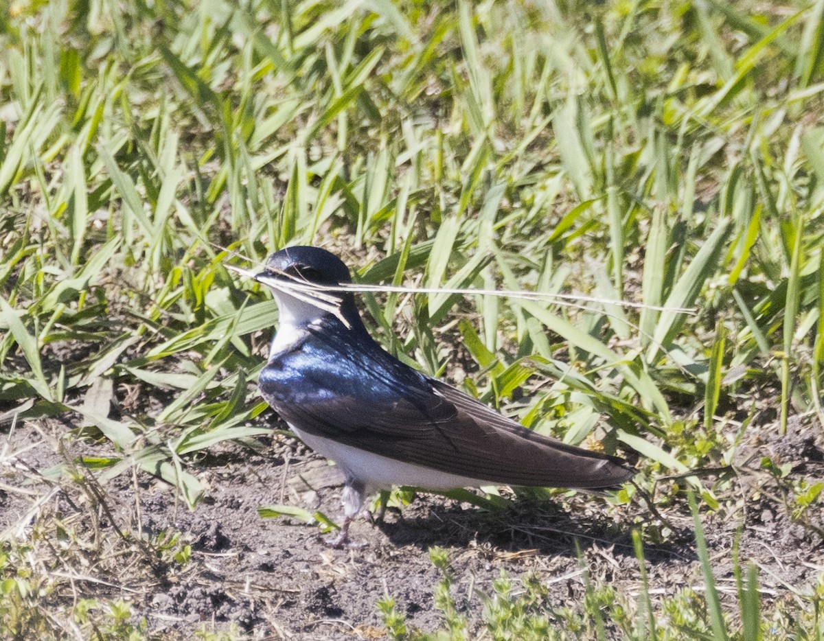 Tree Swallow - ML618116816