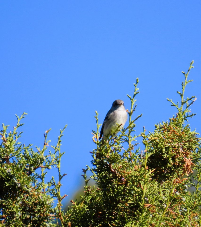 Gray Flycatcher - Natalie Tanner