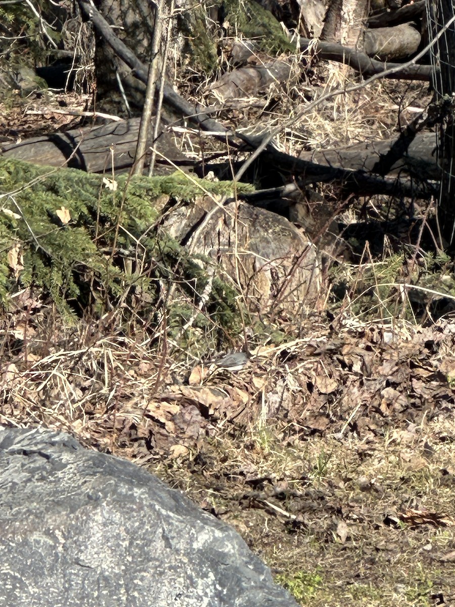 Dark-eyed Junco - Anthony Newcomer