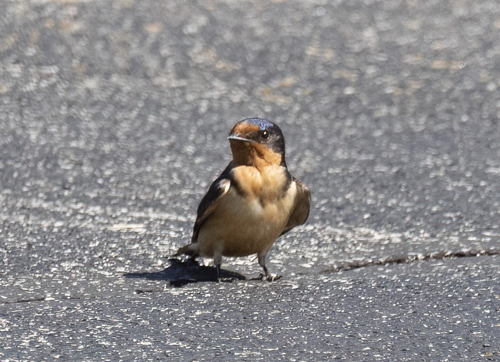 Barn Swallow - Sally Edwards