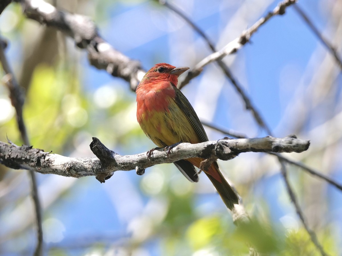 Summer Tanager - Karen Coupland