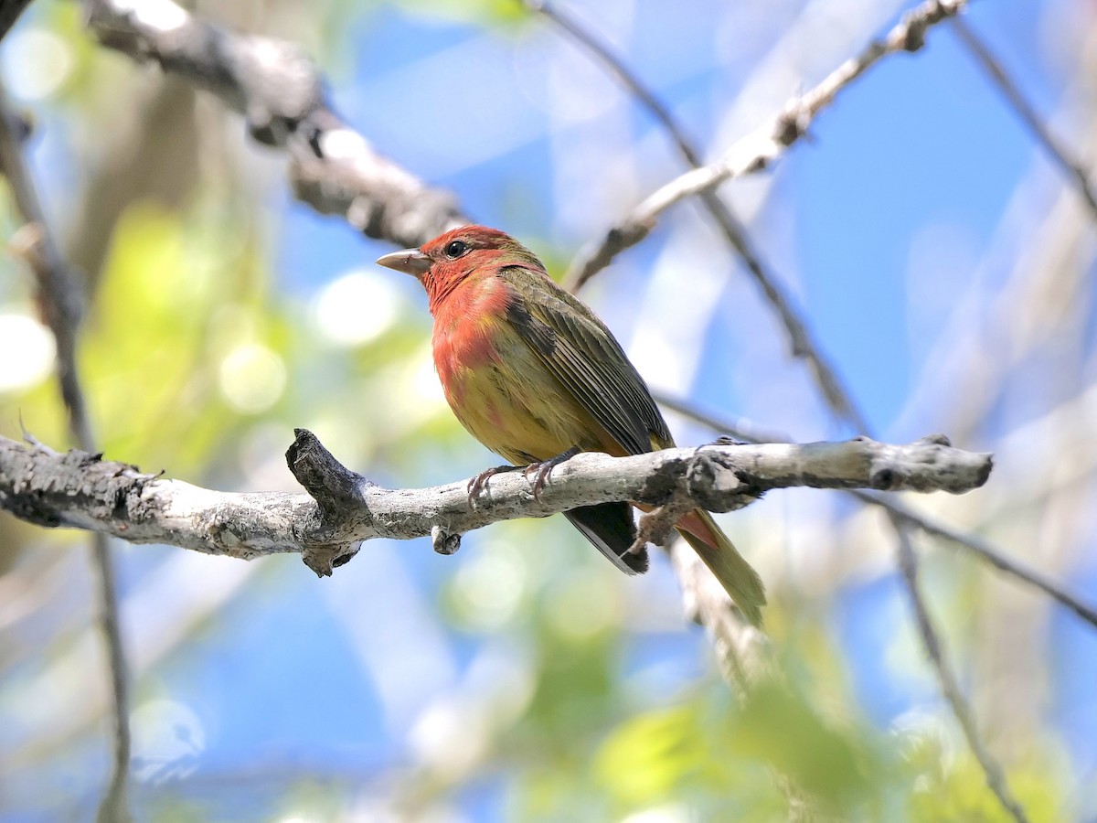 Summer Tanager - Karen Coupland