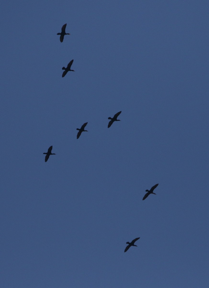 Double-crested Cormorant - ML618116856