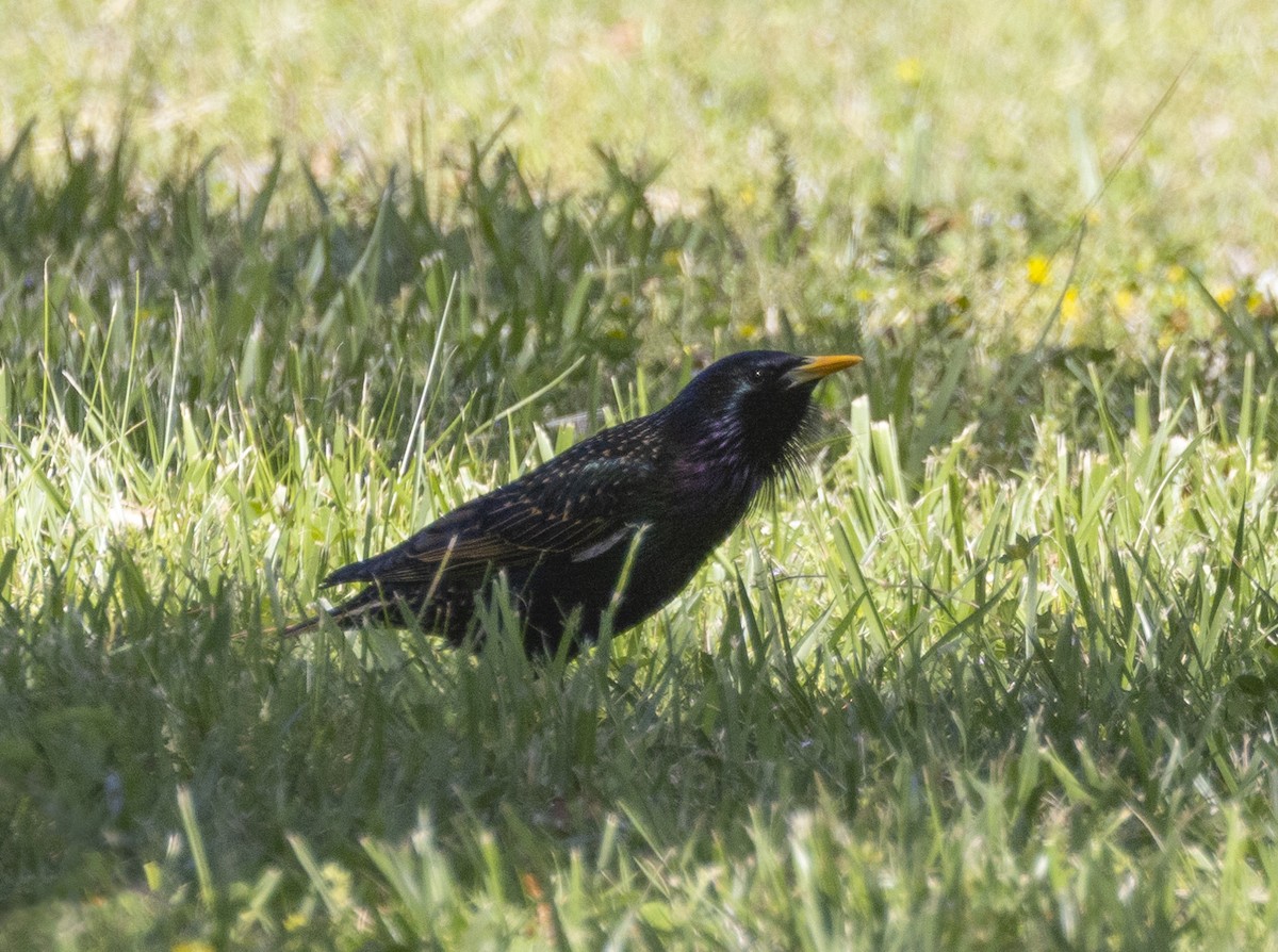 European Starling - ML618116865