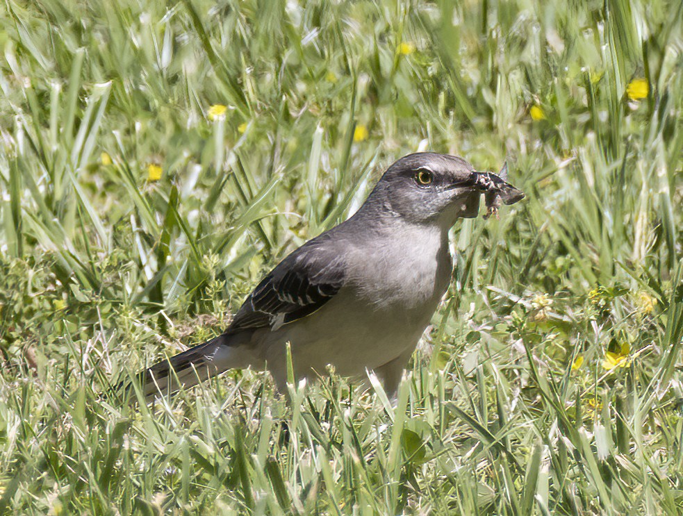 Northern Mockingbird - Sally Edwards