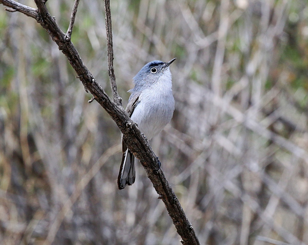 Blue-gray Gnatcatcher - ML618116883