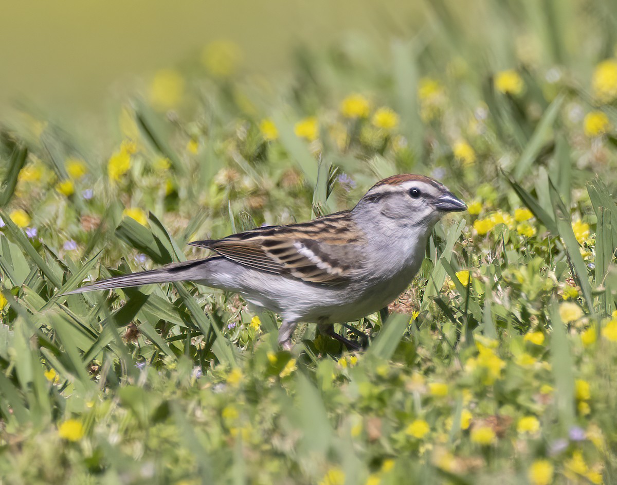 Chipping Sparrow - ML618116892