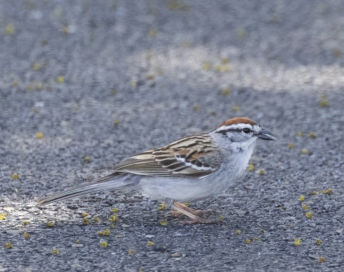 Chipping Sparrow - ML618116893