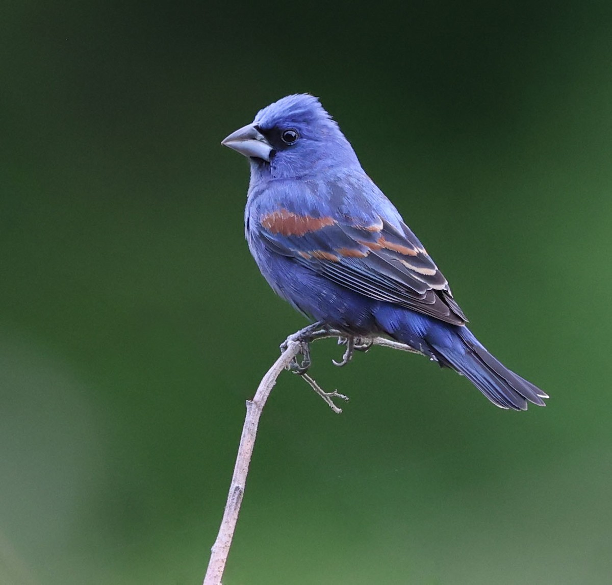 Blue Grosbeak - David Gibson