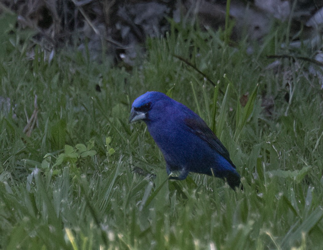 Blue Grosbeak - ML618116919