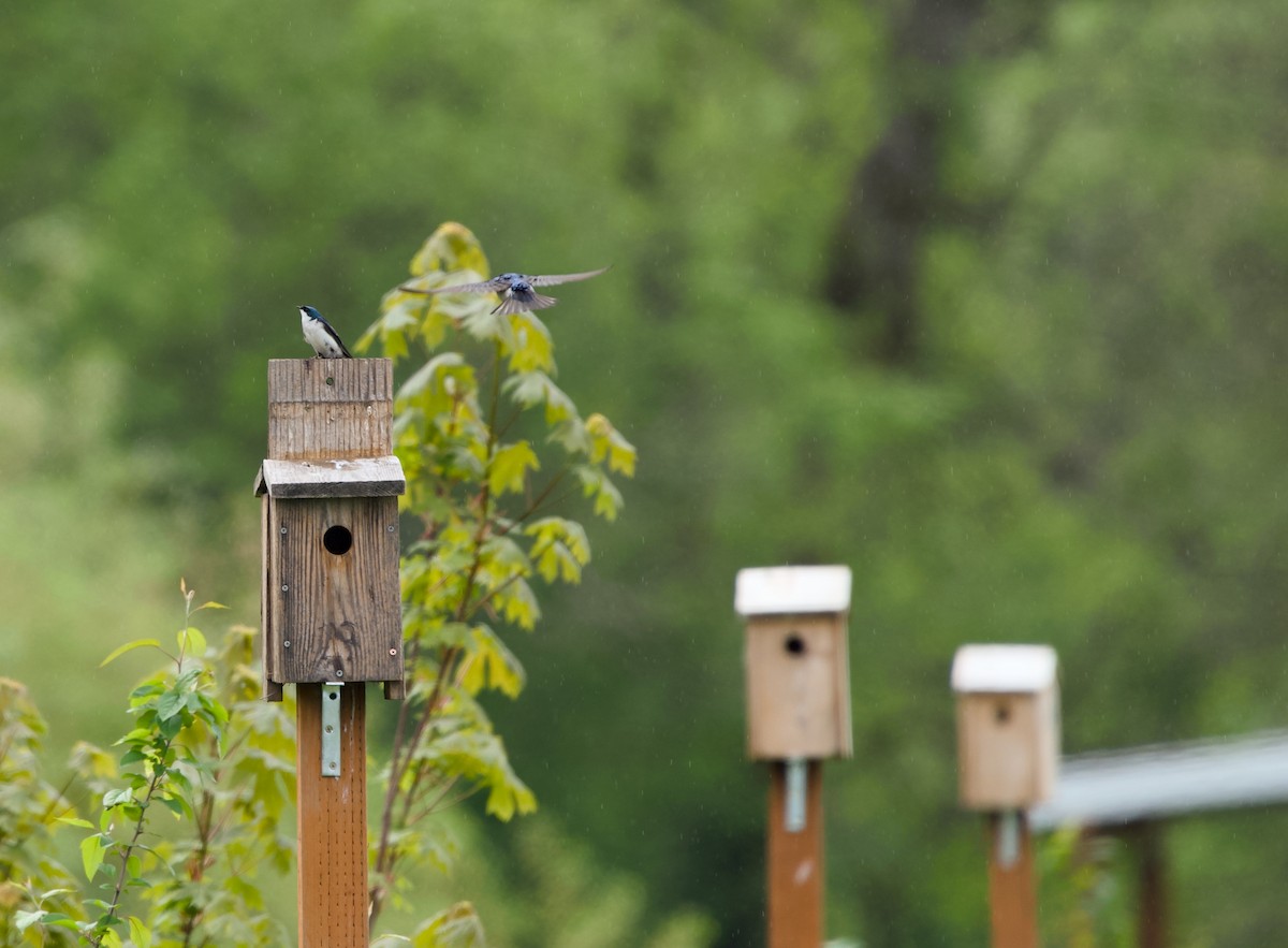 Tree Swallow - ML618116938