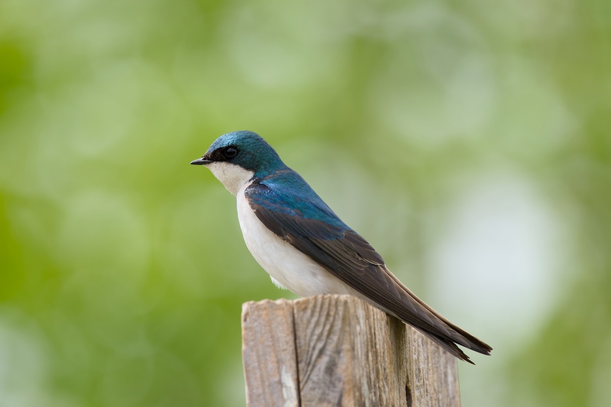 Tree Swallow - Anonymous