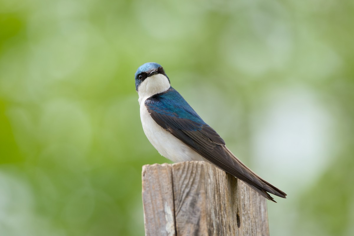 Tree Swallow - ML618116940