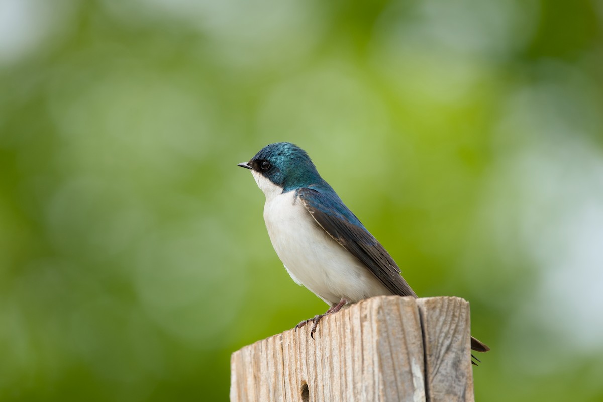 Tree Swallow - ML618116941