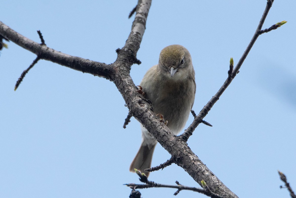 Pine Warbler - Andrea Heine