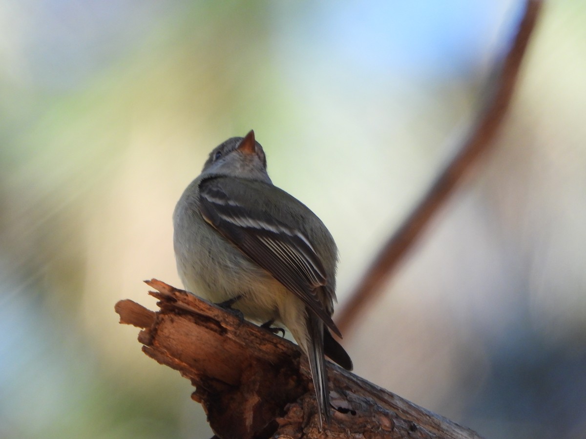 Hammond's Flycatcher - ML618116959