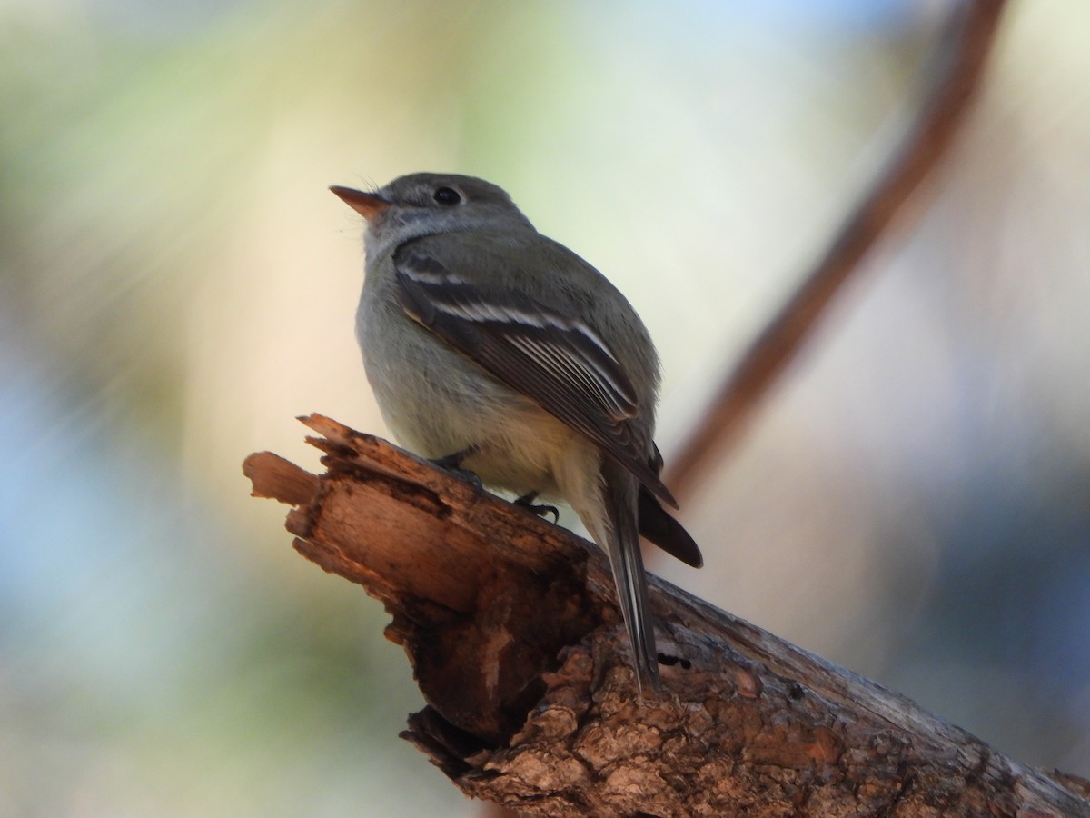 Hammond's Flycatcher - ML618116961