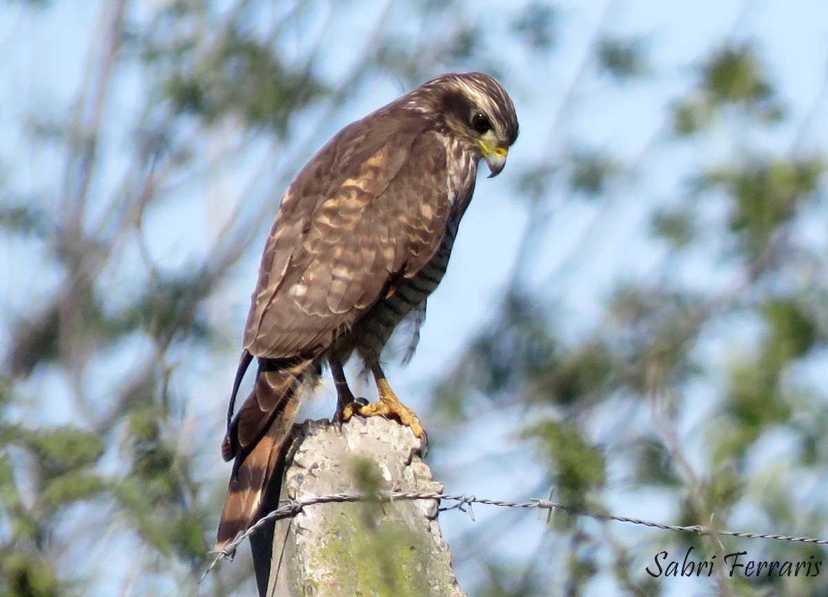 Roadside Hawk - ML618116980