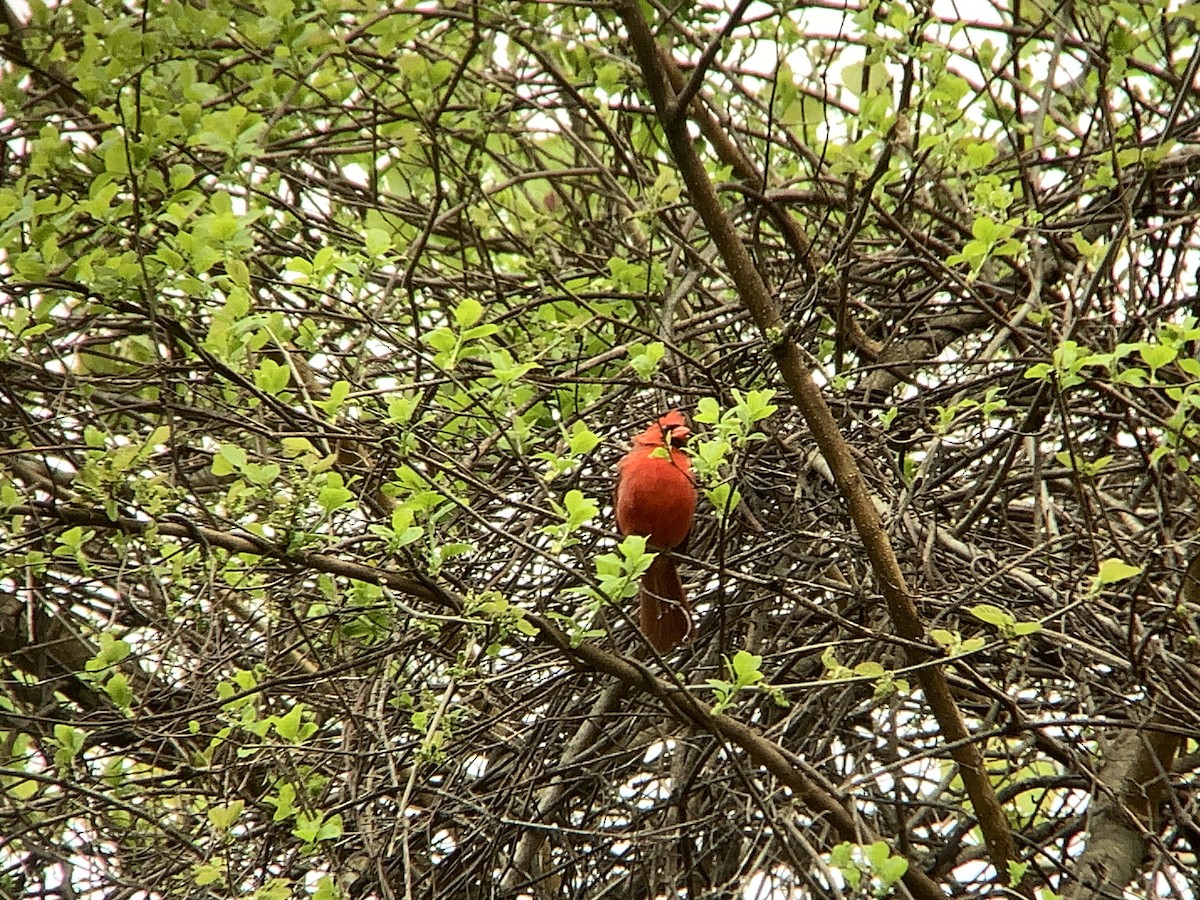 Northern Cardinal - Vivian Young