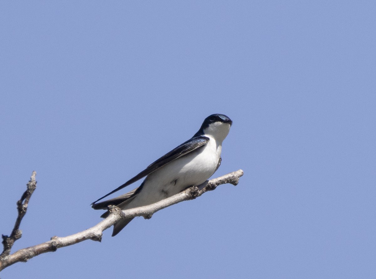 Tree Swallow - ML618116993