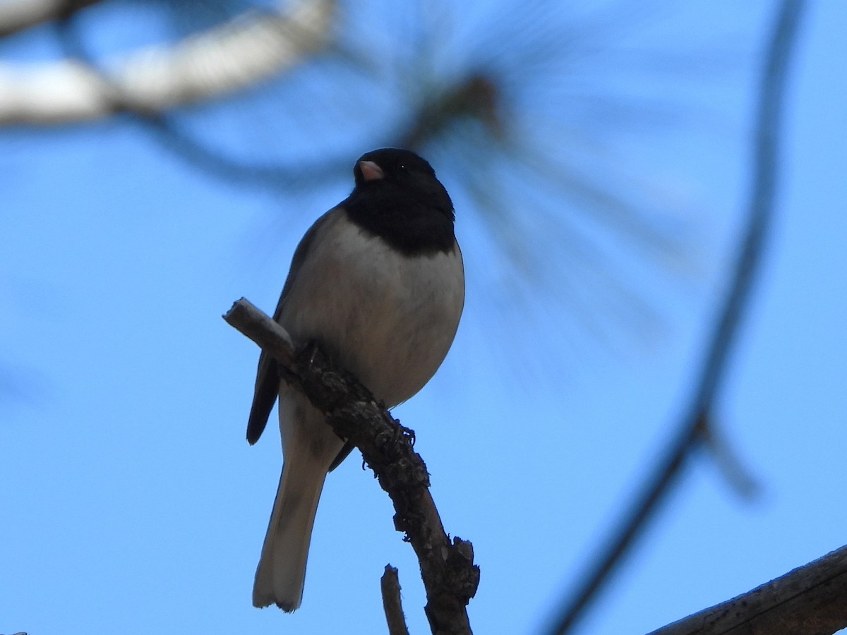 Dark-eyed Junco - ML618116995