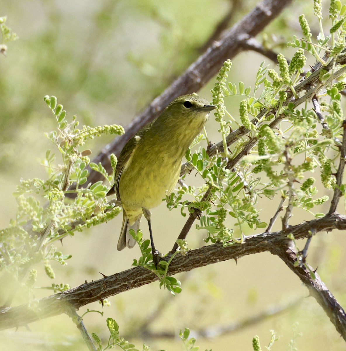 Orange-crowned Warbler - Adam Dudley