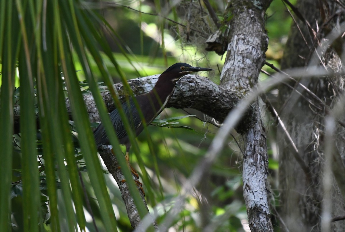 Green Heron - ML618117007