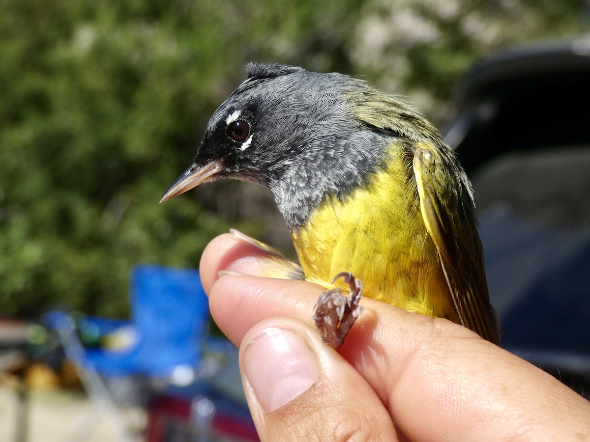 MacGillivray's Warbler - Reeve Cowne