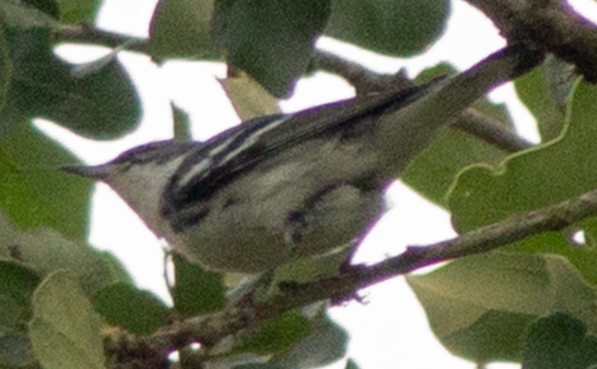 Cerulean Warbler - ML618117053