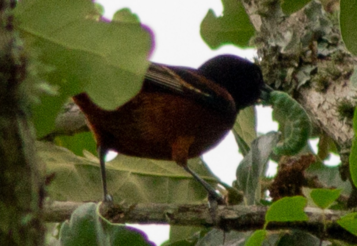 Orchard Oriole - ML618117063