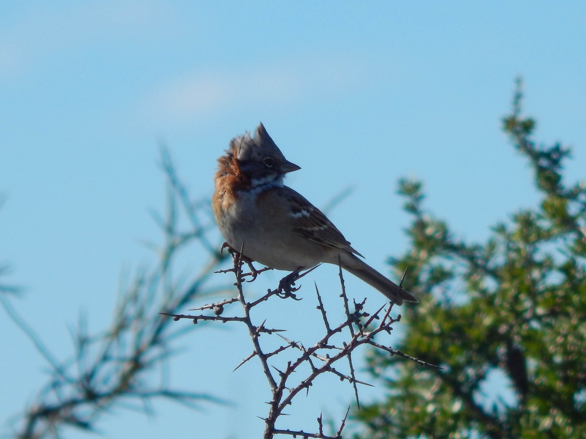 Rufous-collared Sparrow (Patagonian) - Lucas Villafañe 🐾