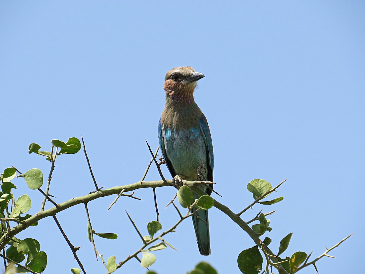 Lilac-breasted Roller - Andrew Cauldwell