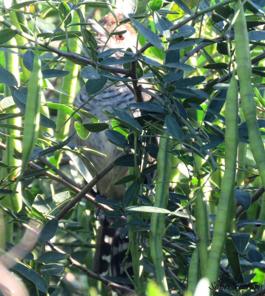 Rufous-capped Antshrike - ML618117094