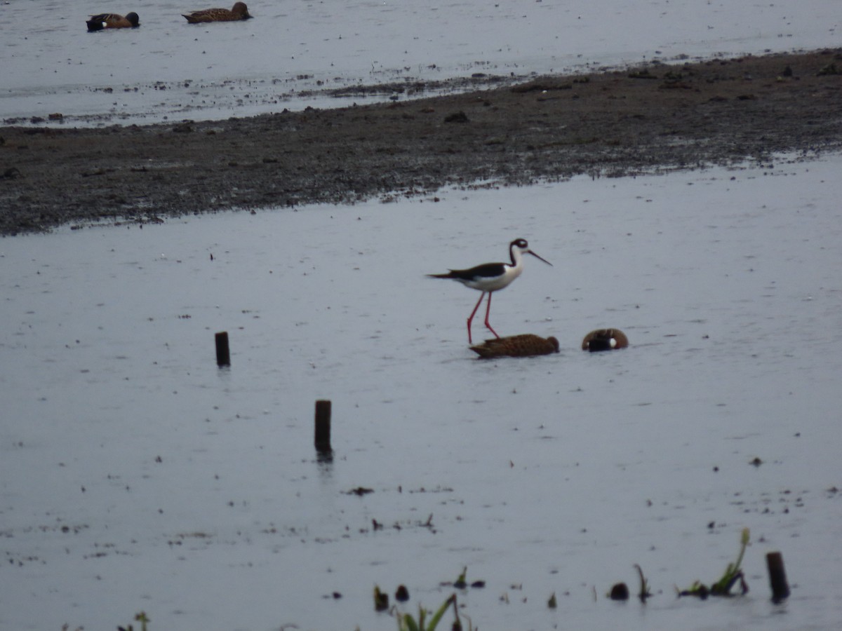 Black-necked Stilt - ML618117100