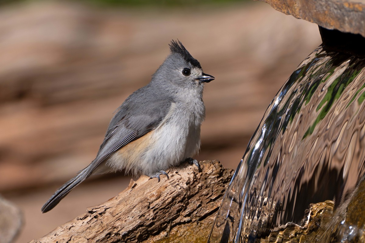 Black-crested Titmouse - Susan Elliott