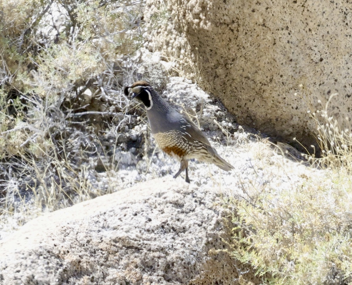 California x Gambel's Quail (hybrid) - Adam Dudley