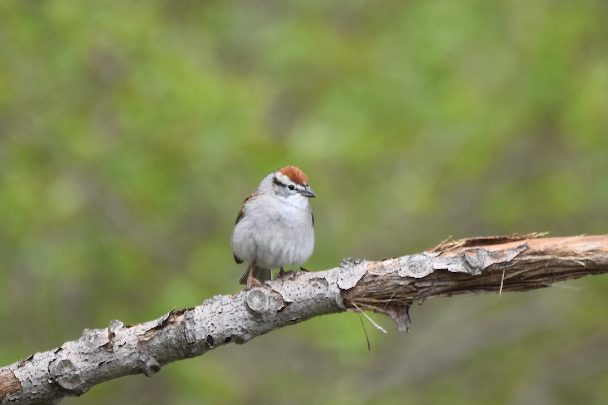 Chipping Sparrow - irina shulgina