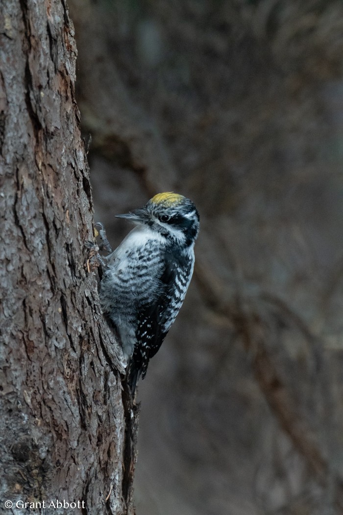 American Three-toed Woodpecker - ML618117125