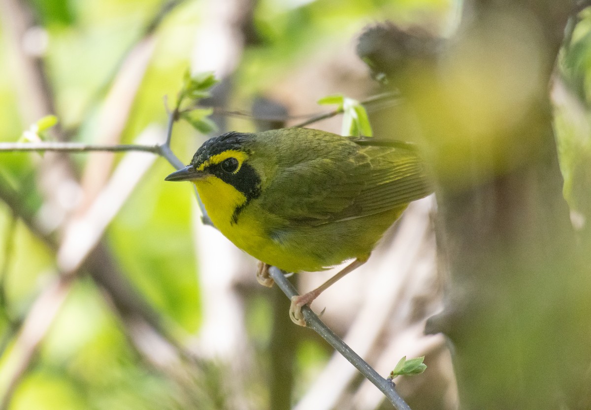 Kentucky Warbler - ML618117151