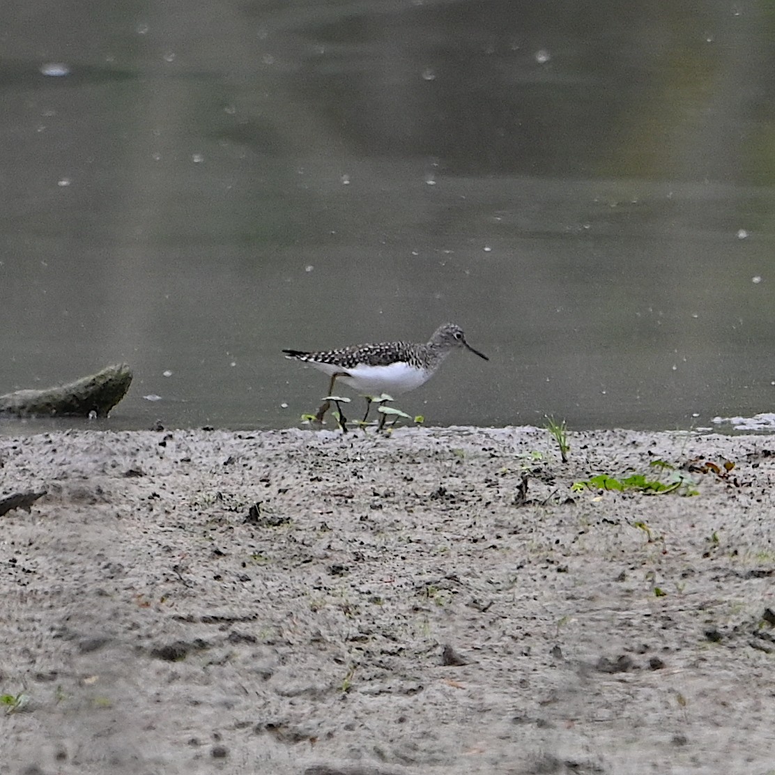 Solitary Sandpiper - ML618117161