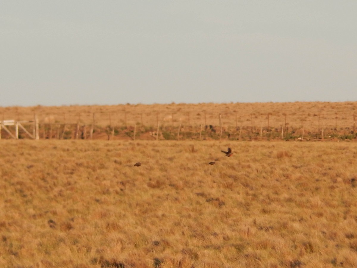 Pampas Meadowlark - ML618117163