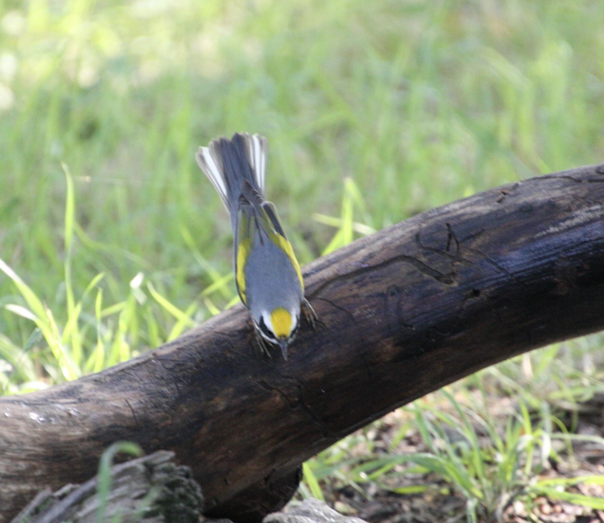 Golden-winged Warbler - Andy Garcia