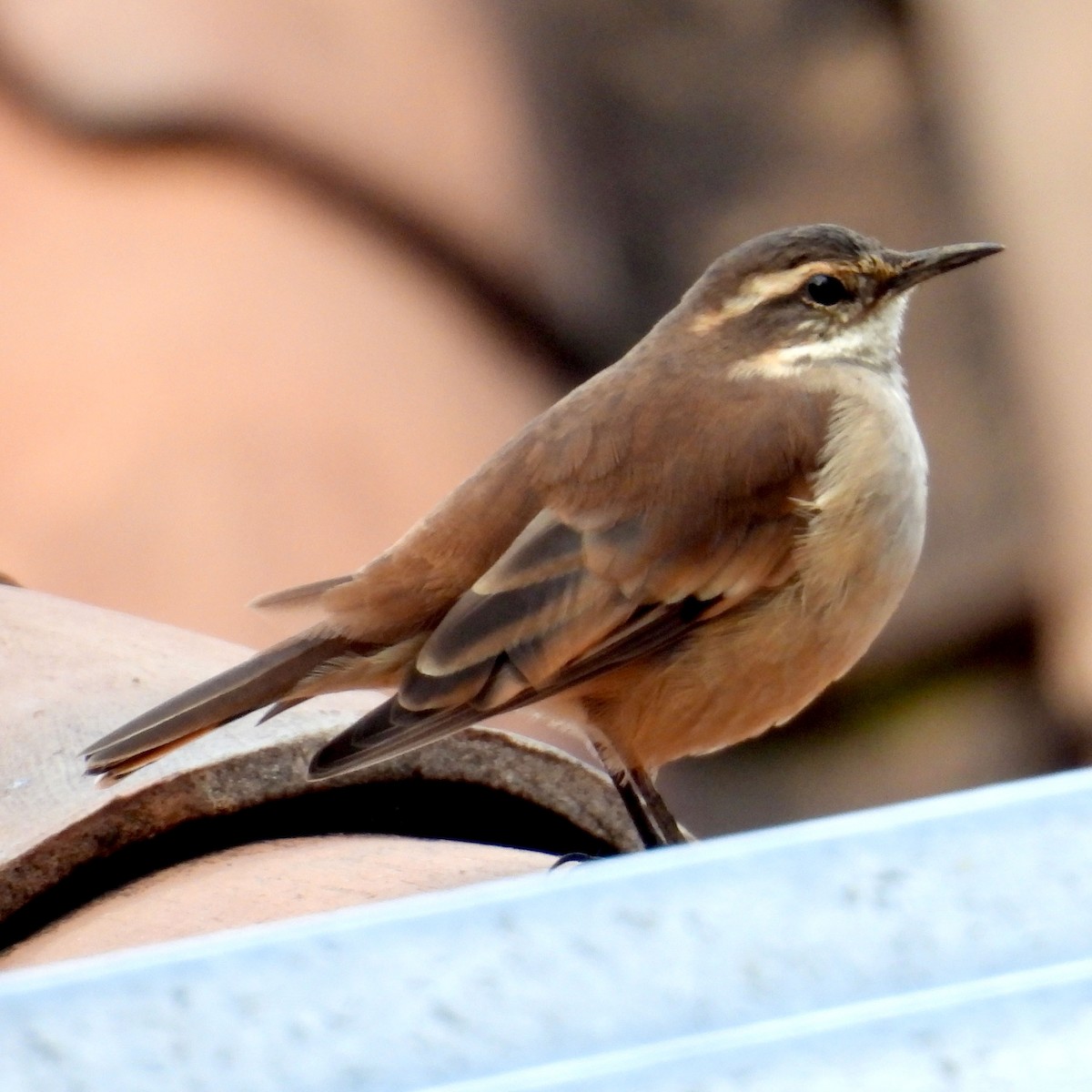 Cream-winged Cinclodes - John Sanchez