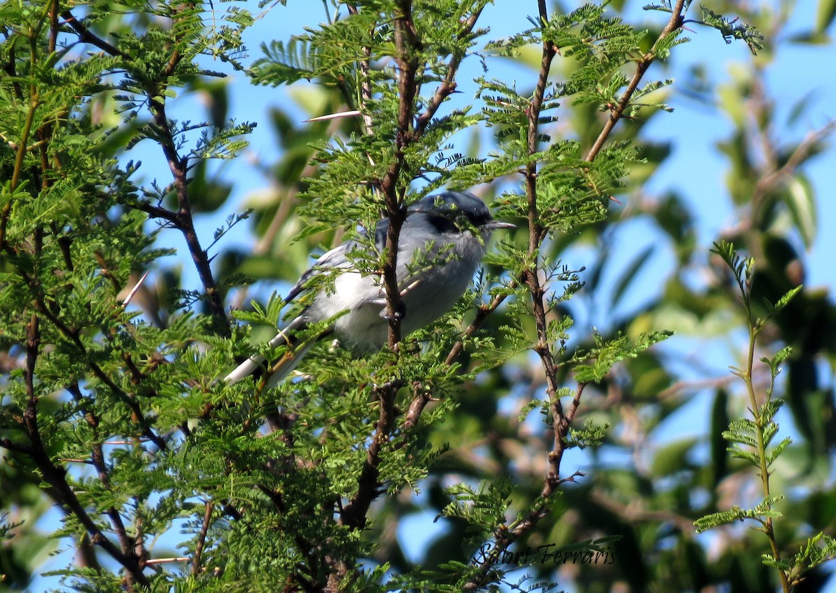 Masked Gnatcatcher - Cinthia Franco