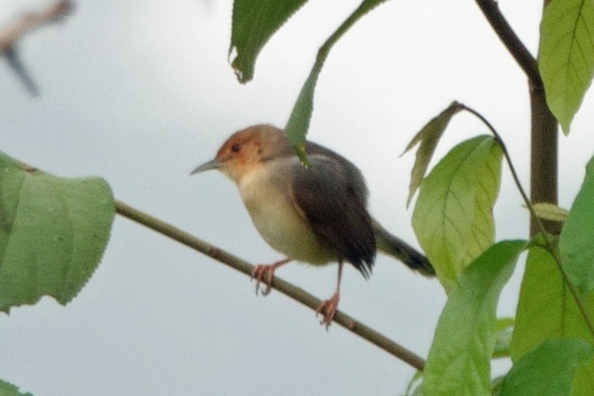 Red-faced Cisticola (Red-faced) - ML618117184