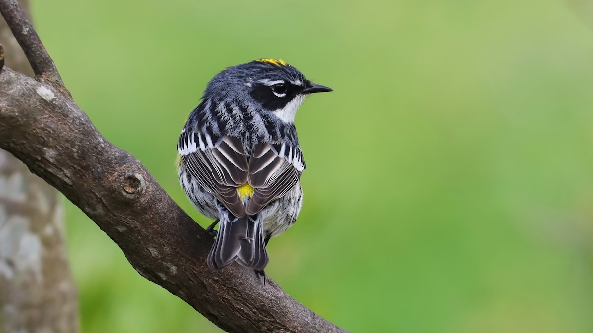 Yellow-rumped Warbler - Brenda Bull