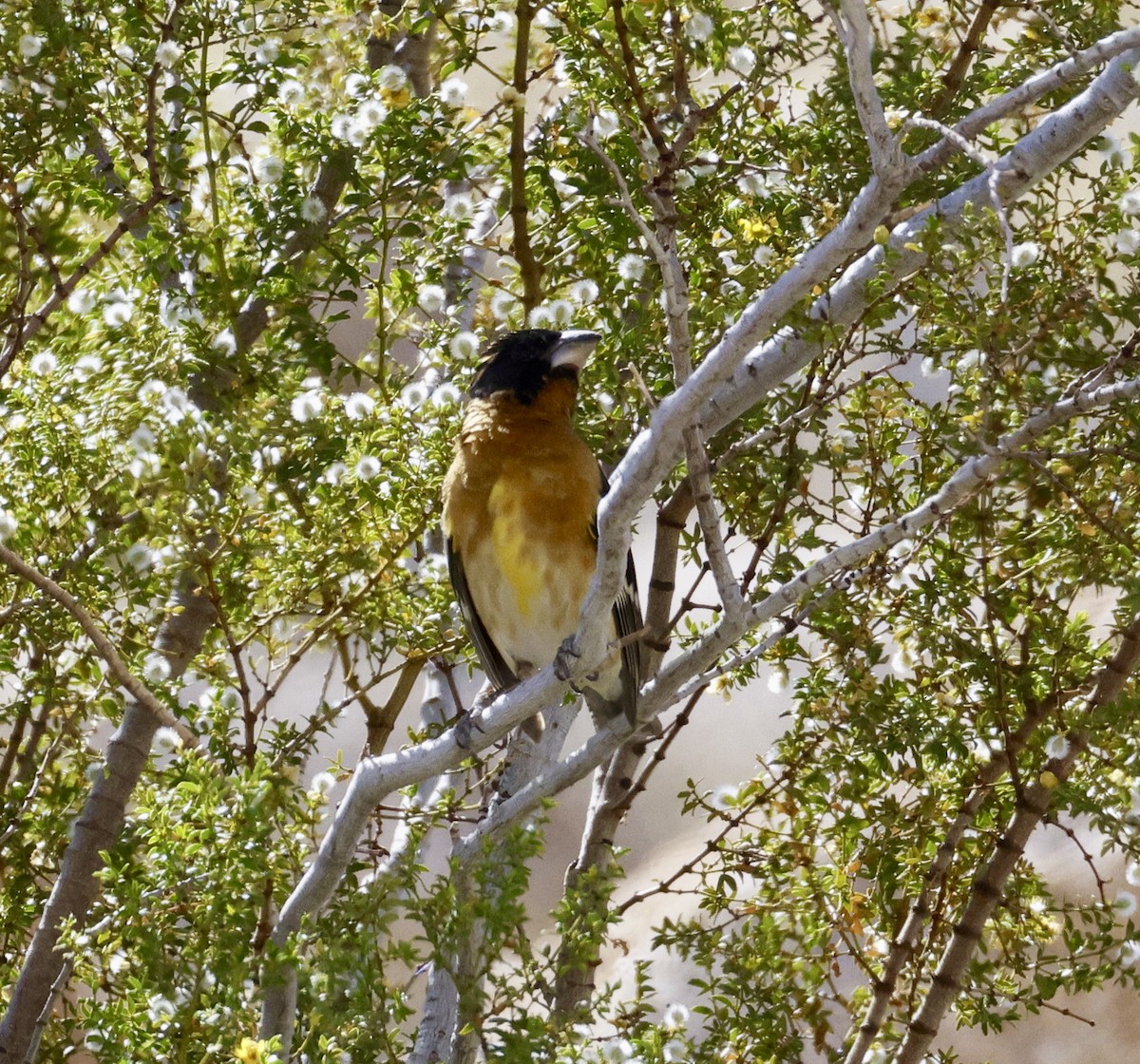 Black-headed Grosbeak - Adam Dudley