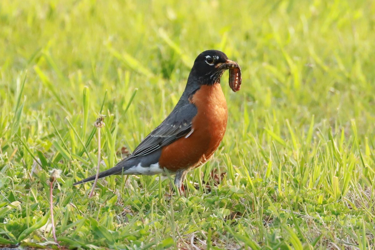 American Robin - Debra Rittelmann